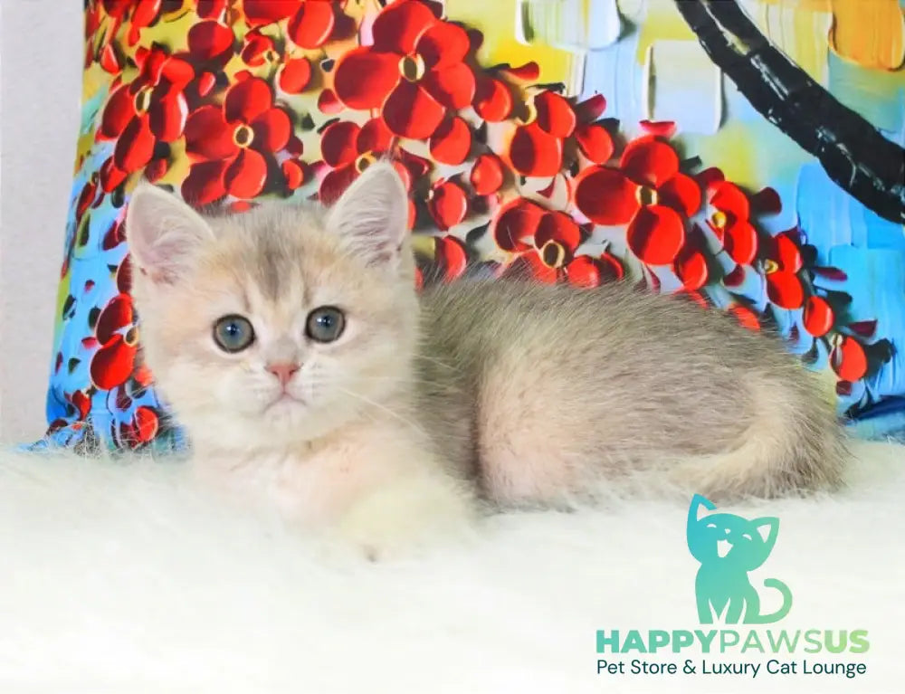 Princess British Shorthair female blue golden shaded - live animals