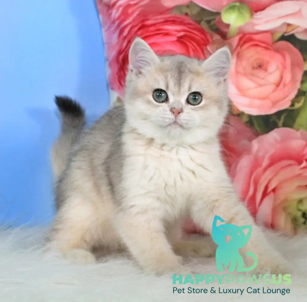 Princess British Shorthair female blue golden shaded - live animals