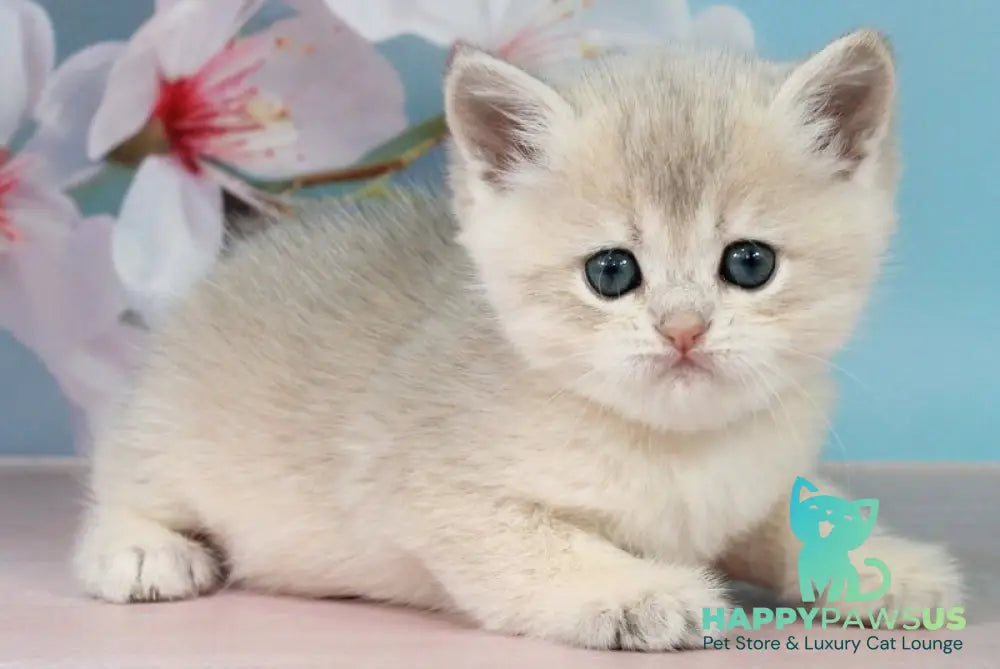 Princess British Shorthair female blue golden shaded - live animals