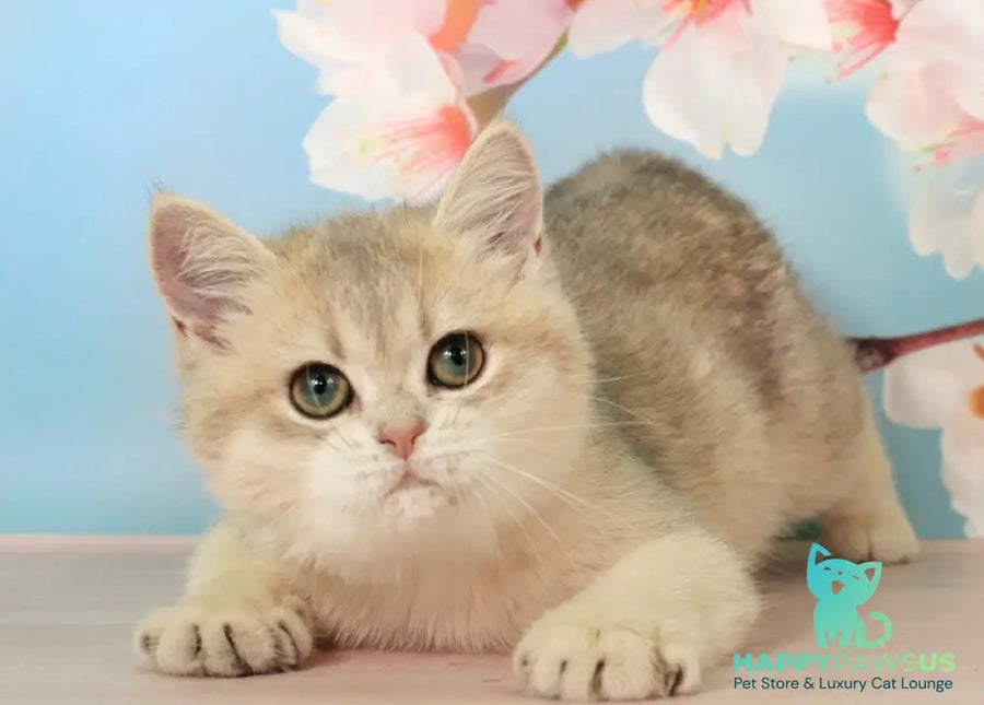 Princess British Shorthair female blue golden shaded - live animals