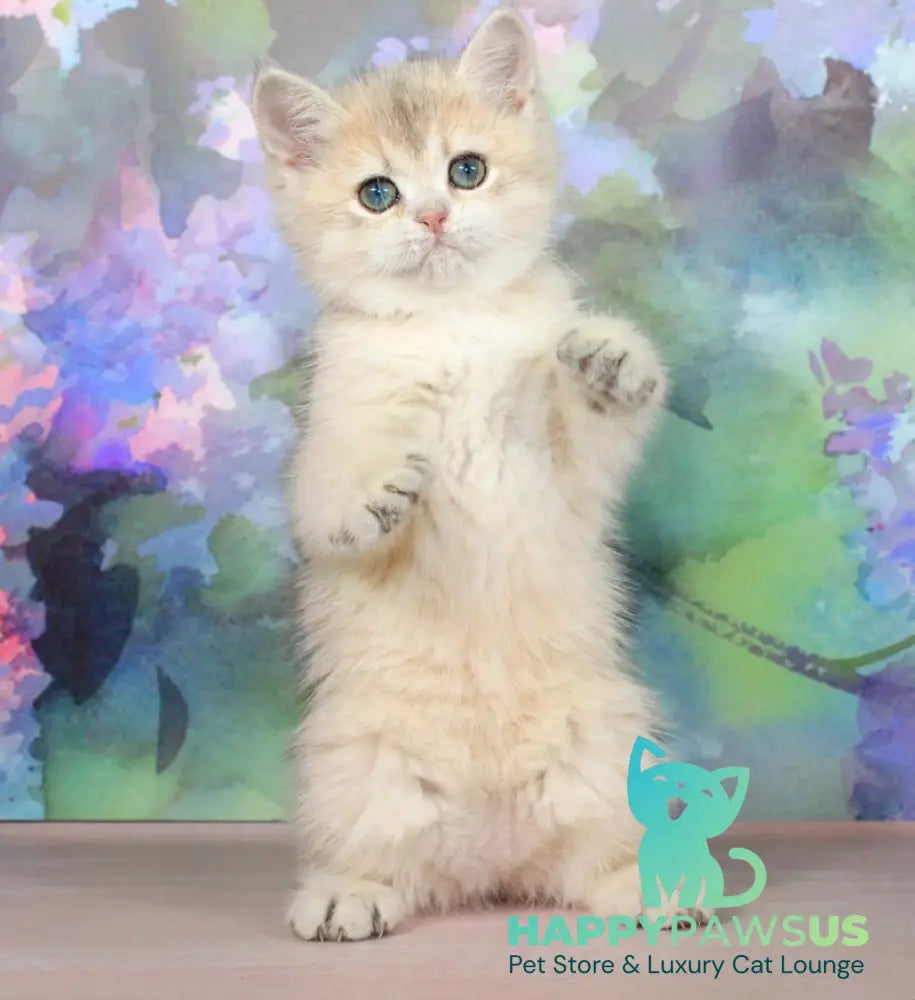 Princess British Shorthair female blue golden shaded - live animals
