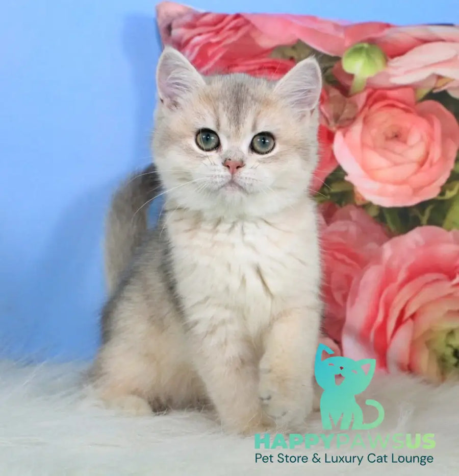 Princess British Shorthair female blue golden shaded - live animals