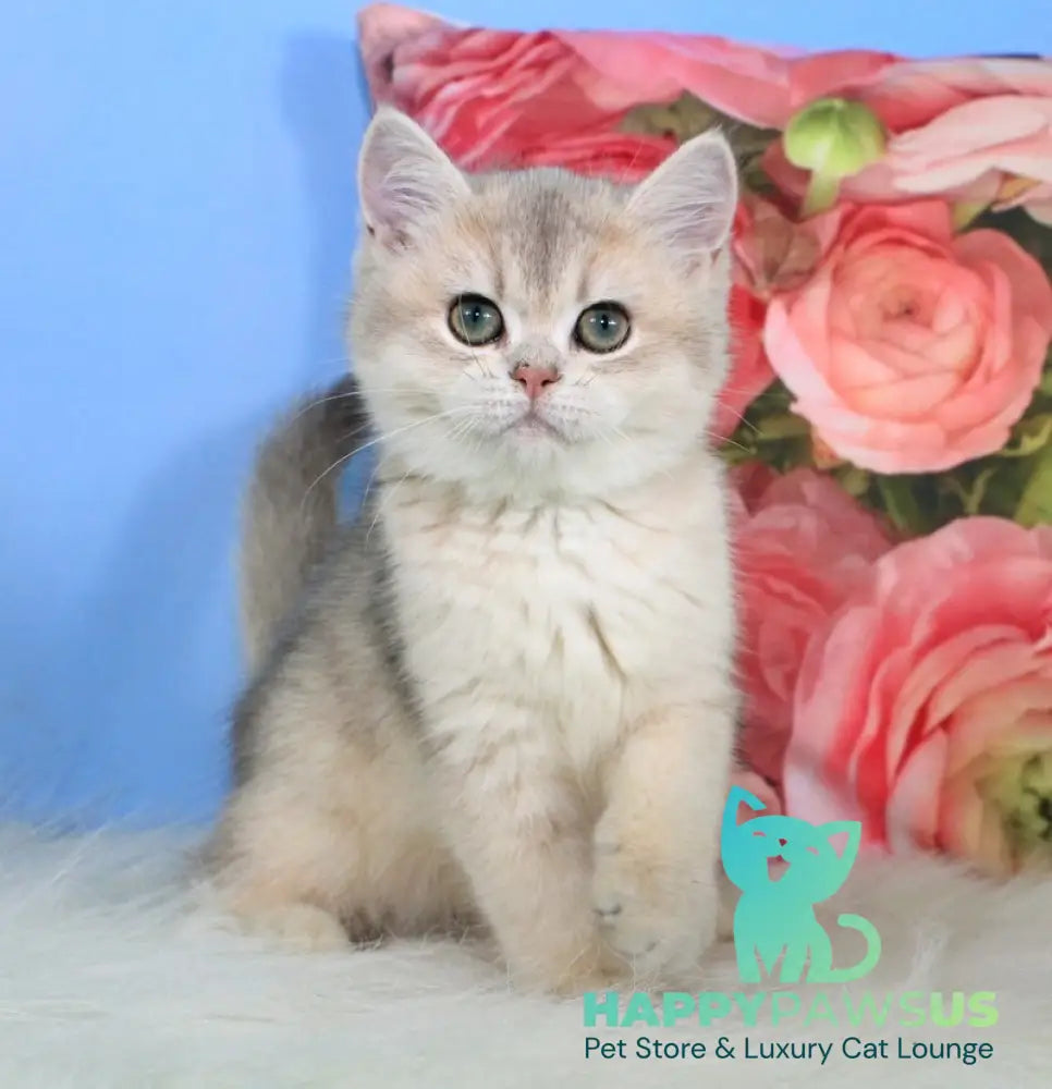 Princess British Shorthair female blue golden shaded - live animals