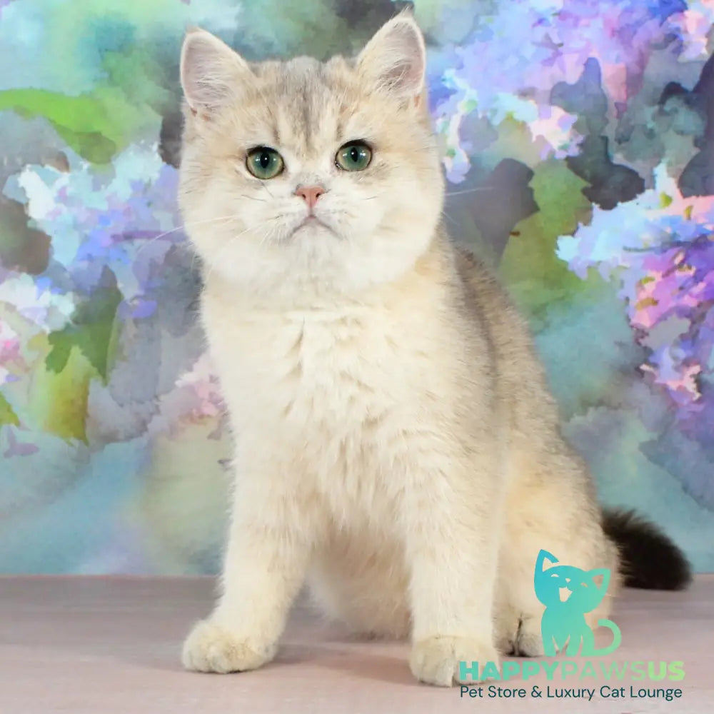 Princess British Shorthair female blue golden shaded - live animals