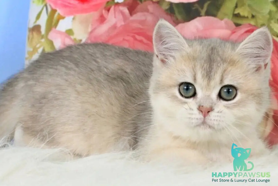 Princess British Shorthair female blue golden shaded - live animals