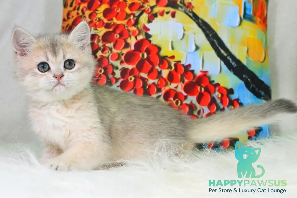 Princess British Shorthair female blue golden shaded - live animals