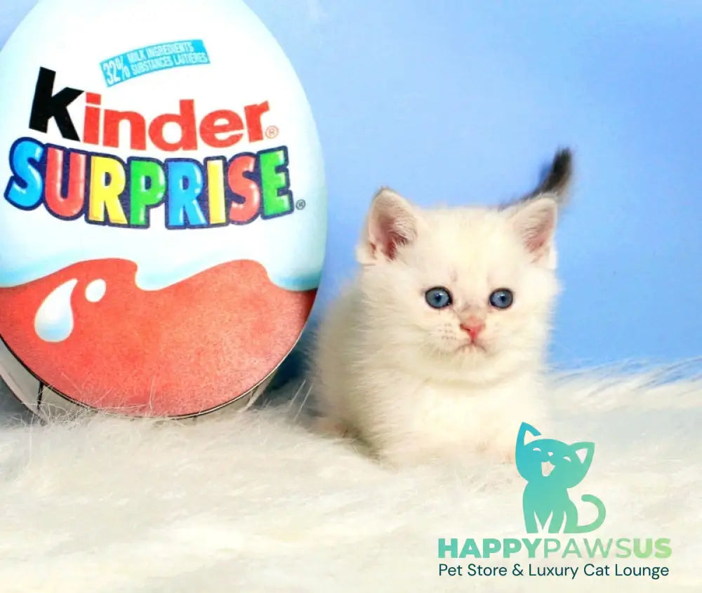 Princess British Shorthair female blue golden shaded - live animals