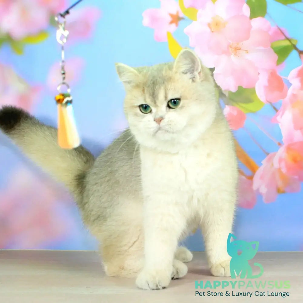 Princess British Shorthair female blue golden shaded - live animals