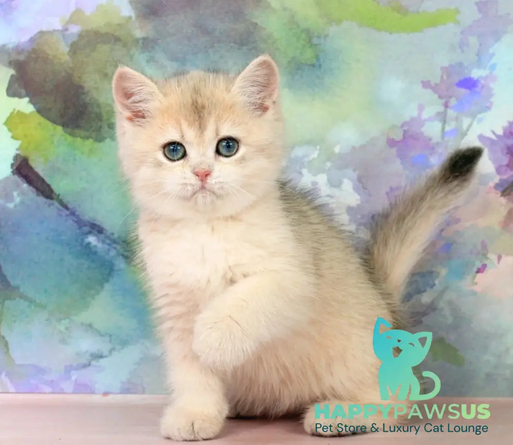 Princess British Shorthair female blue golden shaded - live animals