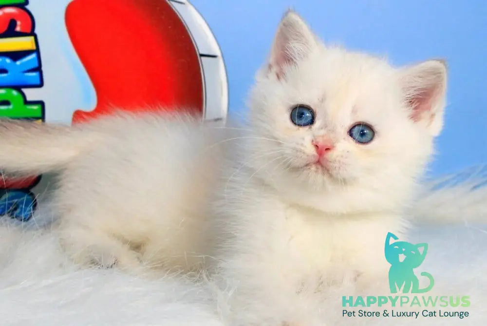 Princess British Shorthair female blue golden shaded - live animals