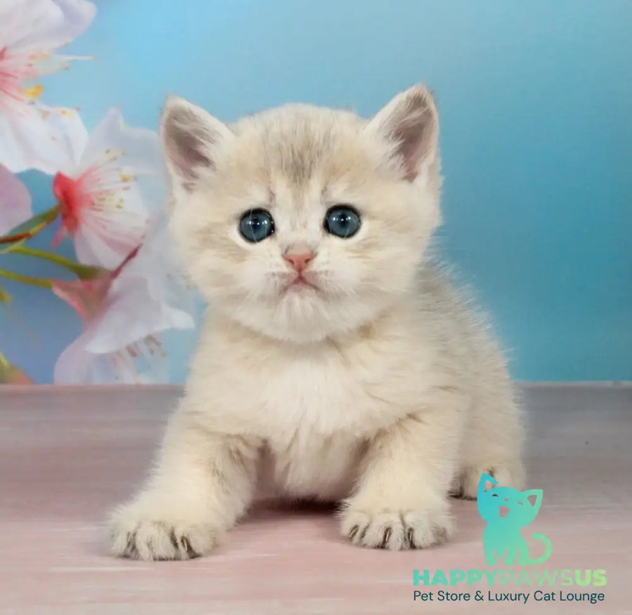 Princess British Shorthair female blue golden shaded - live animals