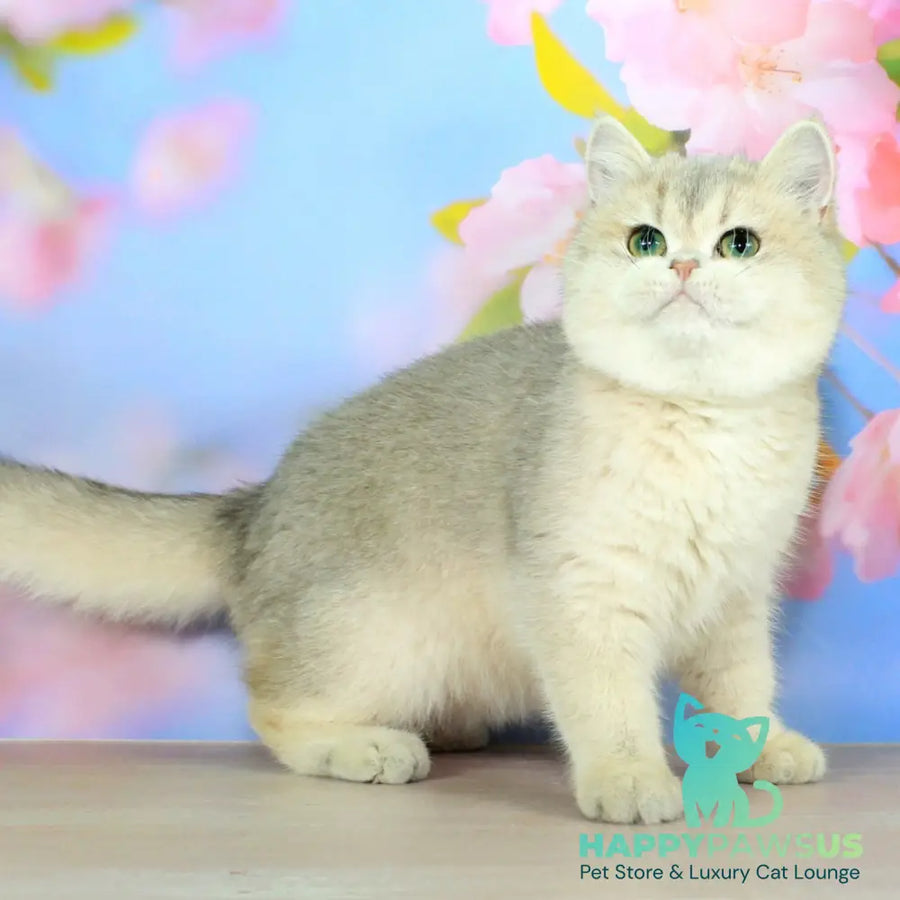 Princess British Shorthair female blue golden shaded - live animals