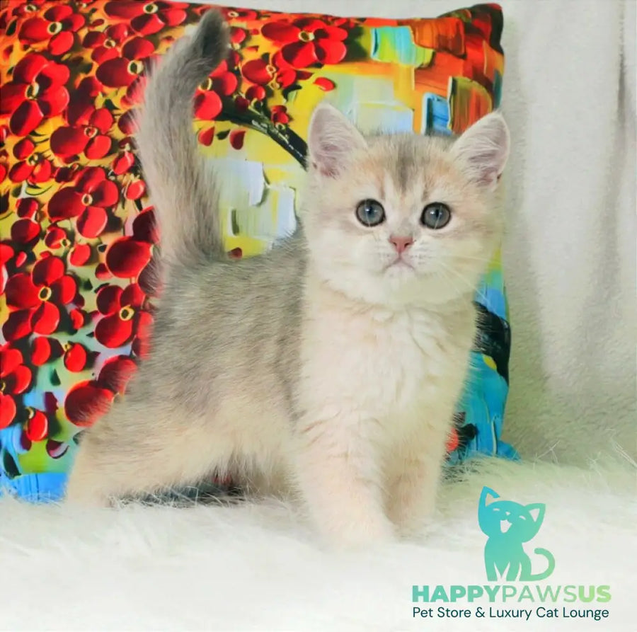 Princess British Shorthair female blue golden shaded - live animals