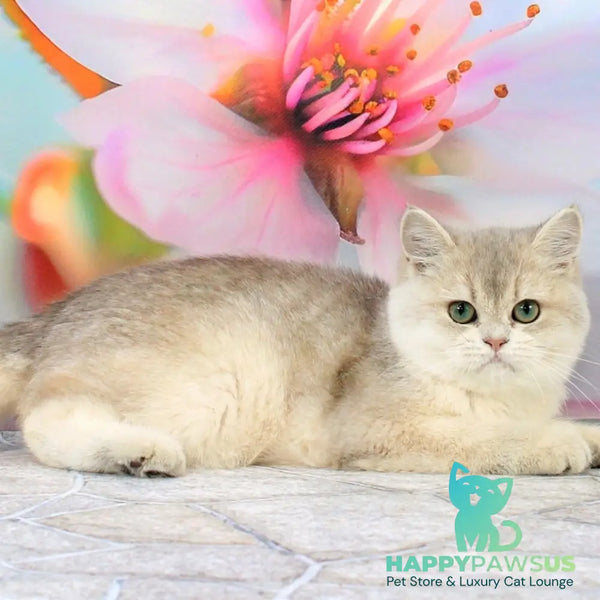 Princess British Shorthair female blue golden shaded - live animals