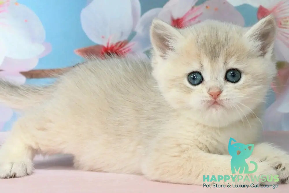 Princess British Shorthair female blue golden shaded - live animals