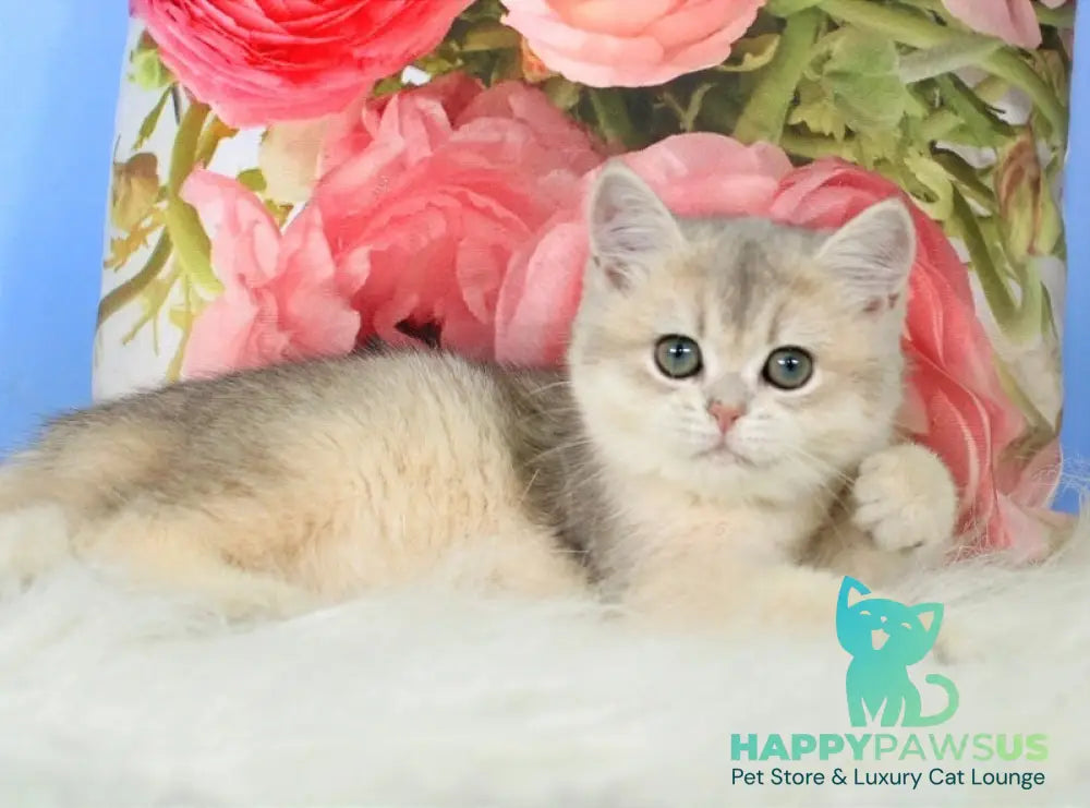 Princess British Shorthair female blue golden shaded - live animals