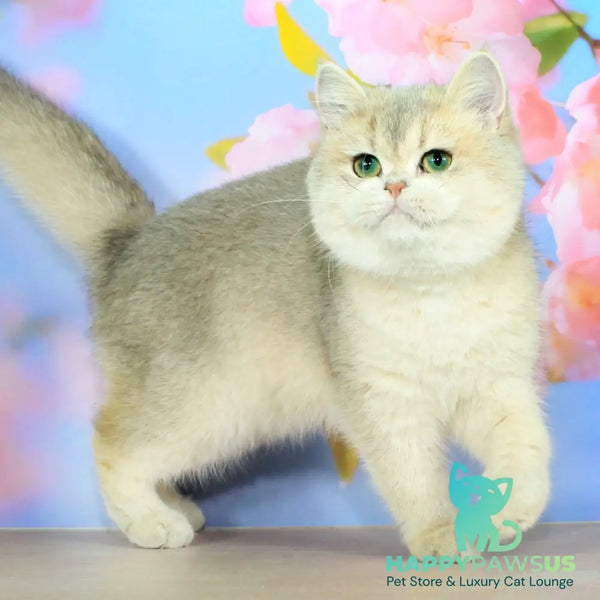Princess British Shorthair female blue golden shaded - live animals