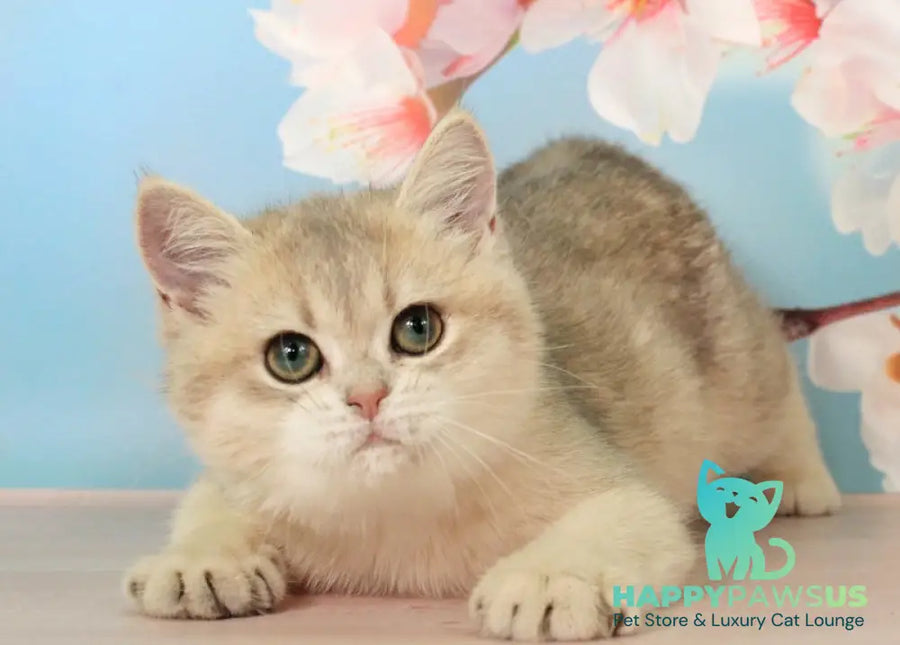 Princess British Shorthair female blue golden shaded - live animals