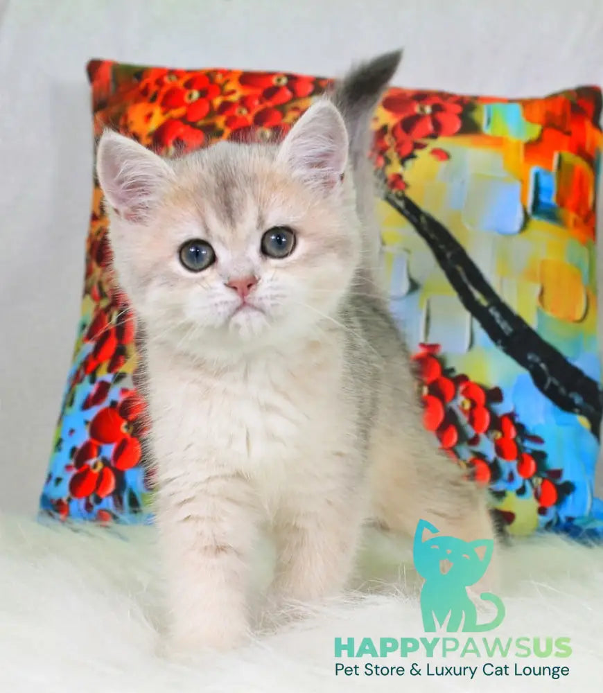 Princess British Shorthair female blue golden shaded - live animals