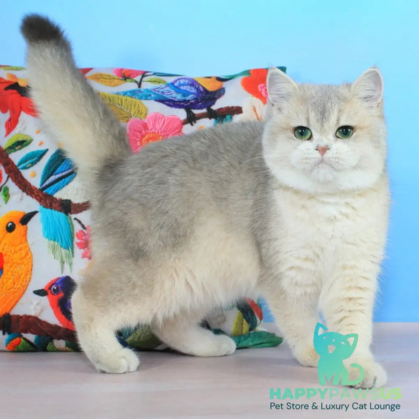 Princess British Shorthair female blue golden shaded - live animals
