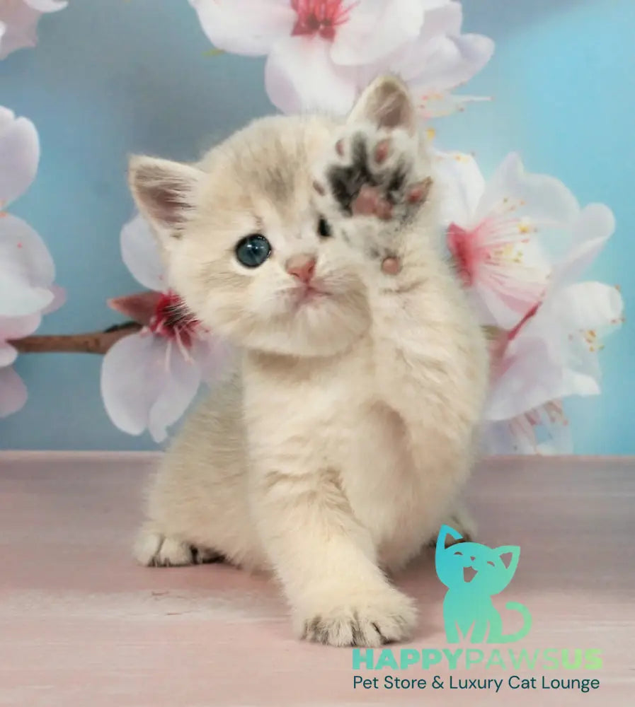 Princess British Shorthair female blue golden shaded - live animals