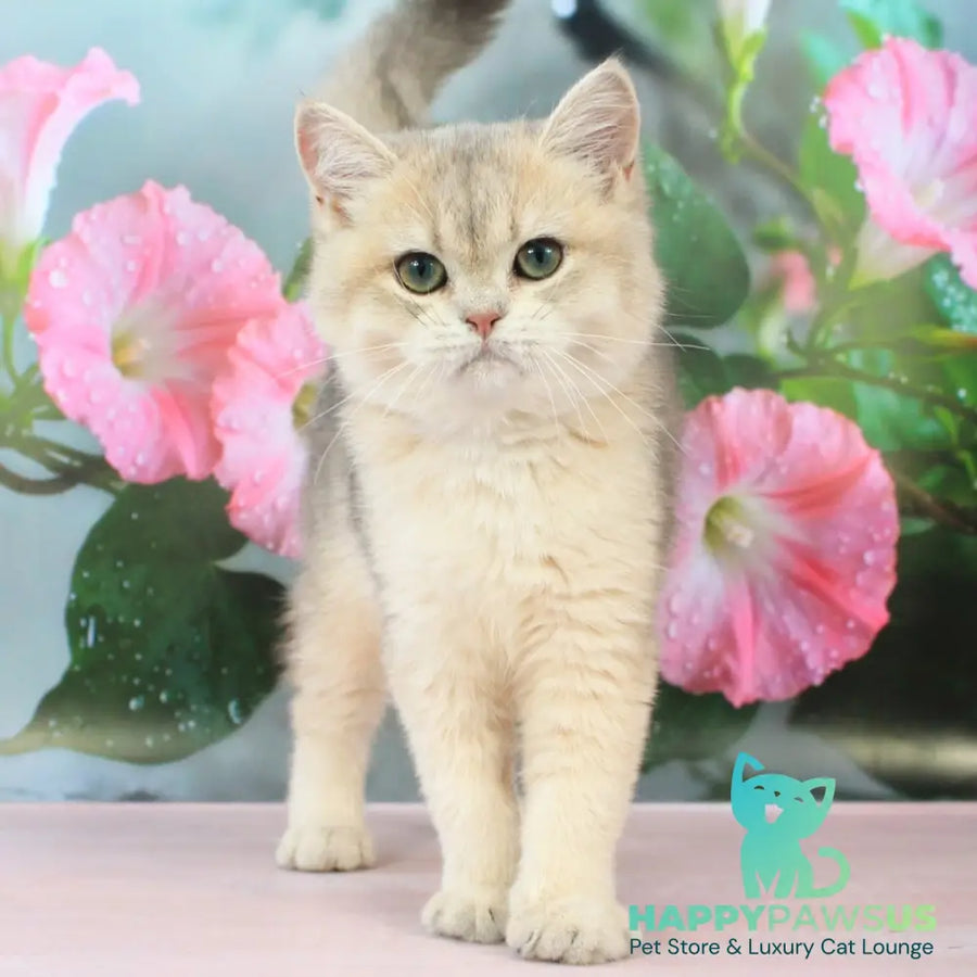 Princess British Shorthair female blue golden shaded - live animals