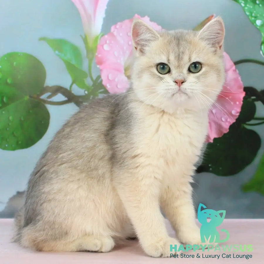 Princess British Shorthair female blue golden shaded - live animals