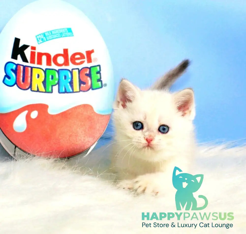 Princess British Shorthair female blue golden shaded - live animals