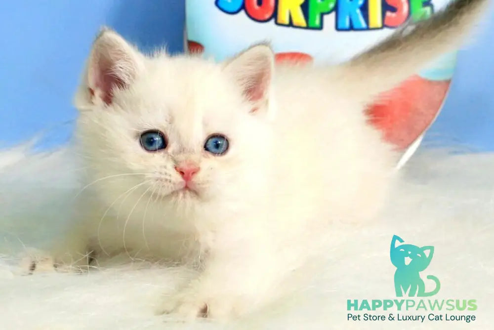 Princess British Shorthair female blue golden shaded - live animals