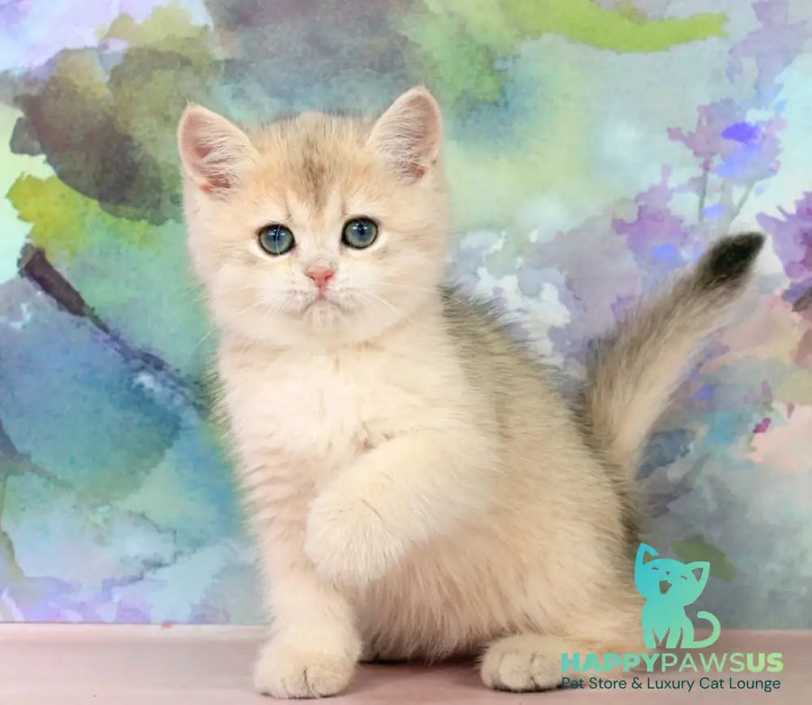Princess British Shorthair female blue golden shaded - live animals