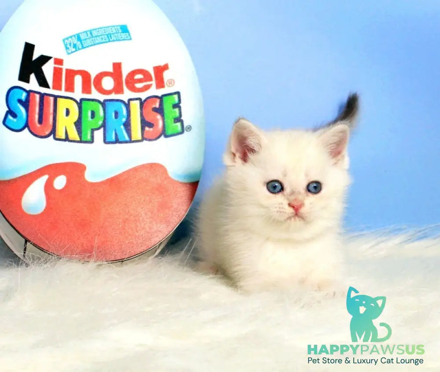 Princess British Shorthair female blue golden shaded - live animals