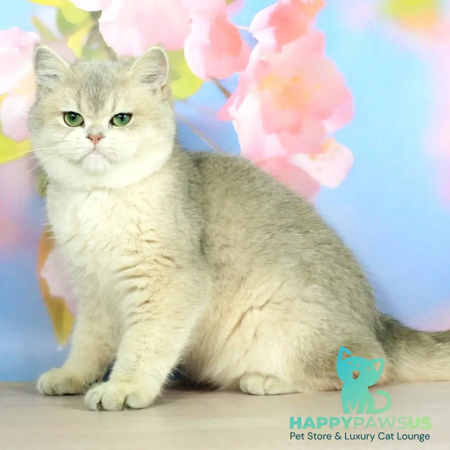 Princess British Shorthair female blue golden shaded - live animals
