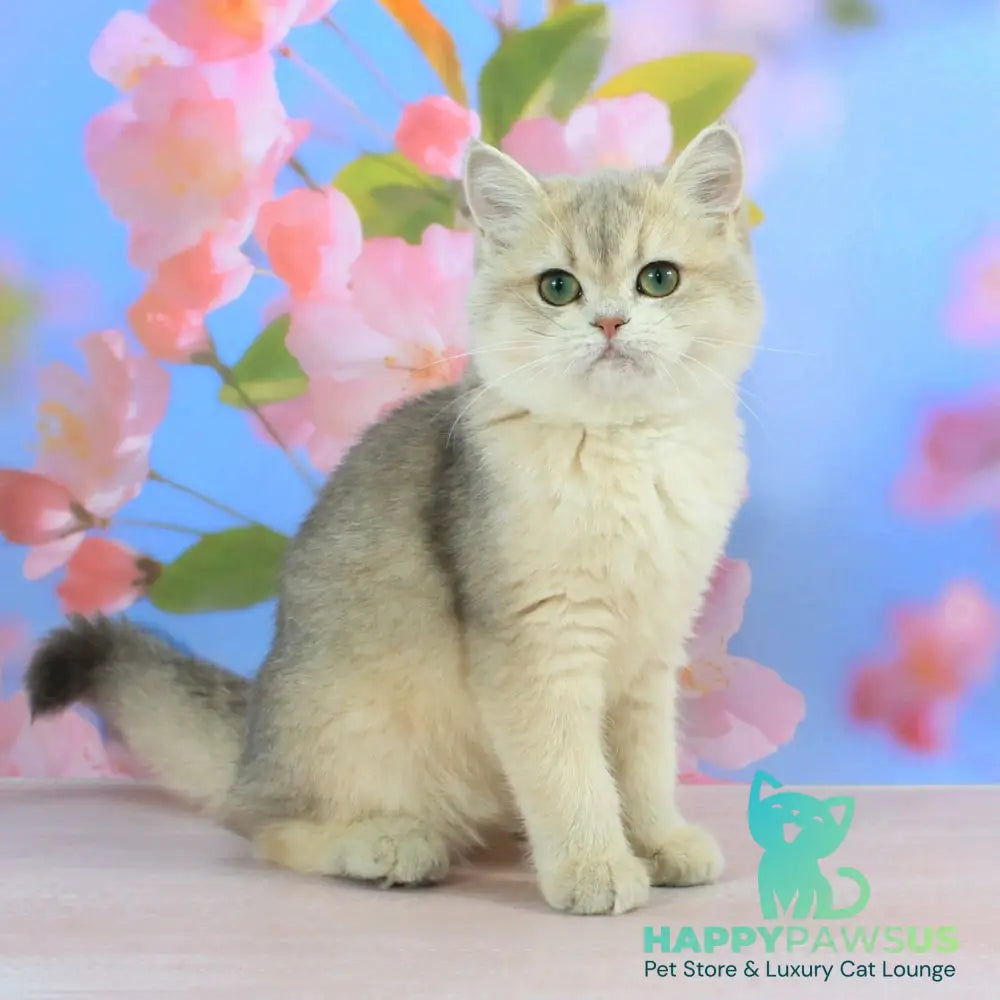 Princess British Shorthair female blue golden shaded - live animals