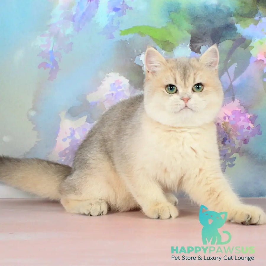 Princess British Shorthair female blue golden shaded - live animals