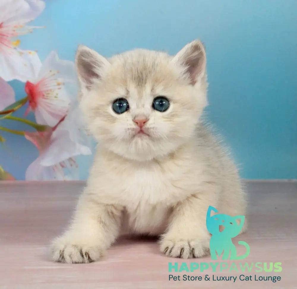Princess British Shorthair female blue golden shaded - live animals