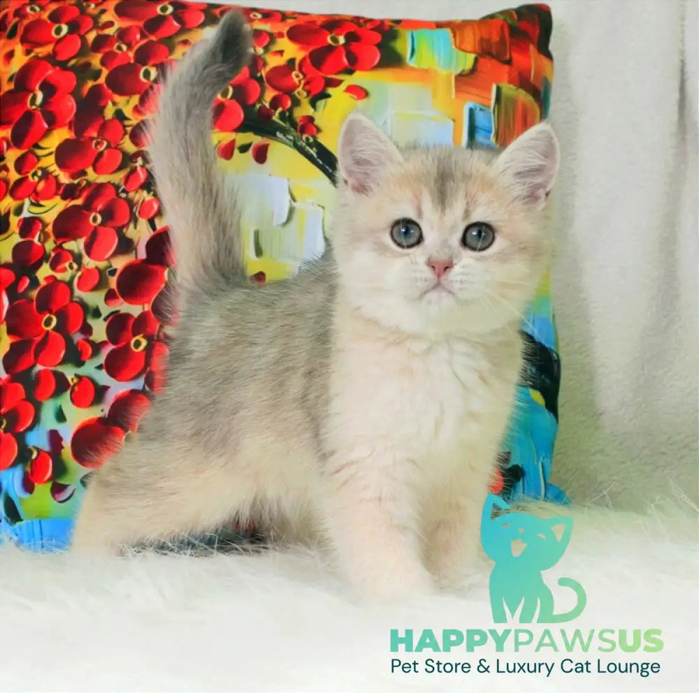 Princess British Shorthair female blue golden shaded - live animals