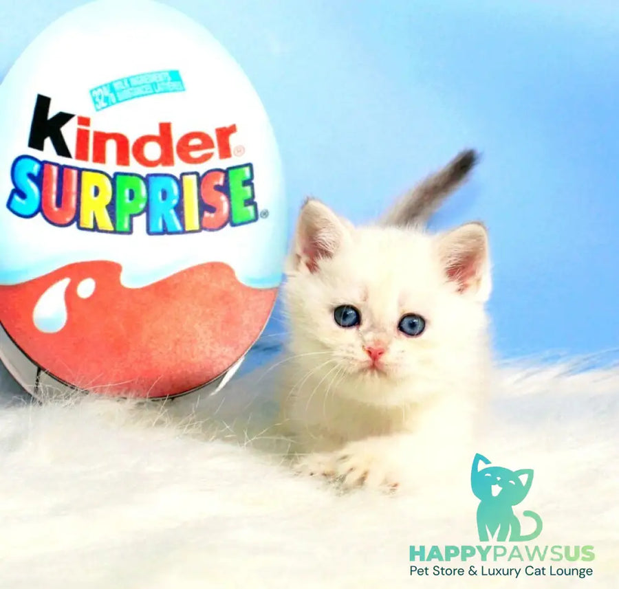 Princess British Shorthair female blue golden shaded - live animals