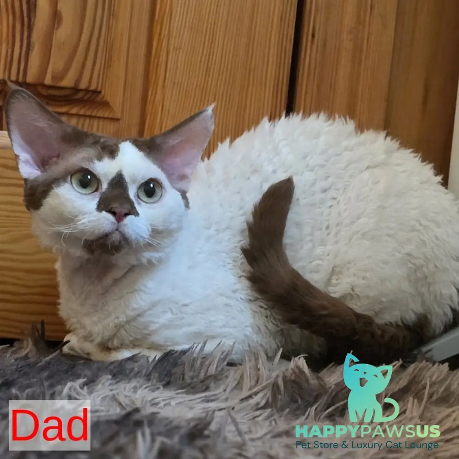 Princess Devon Rex female black bicolour - live animals