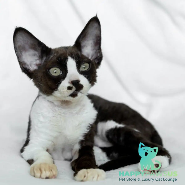 Princess Devon Rex female black bicolour - live animals