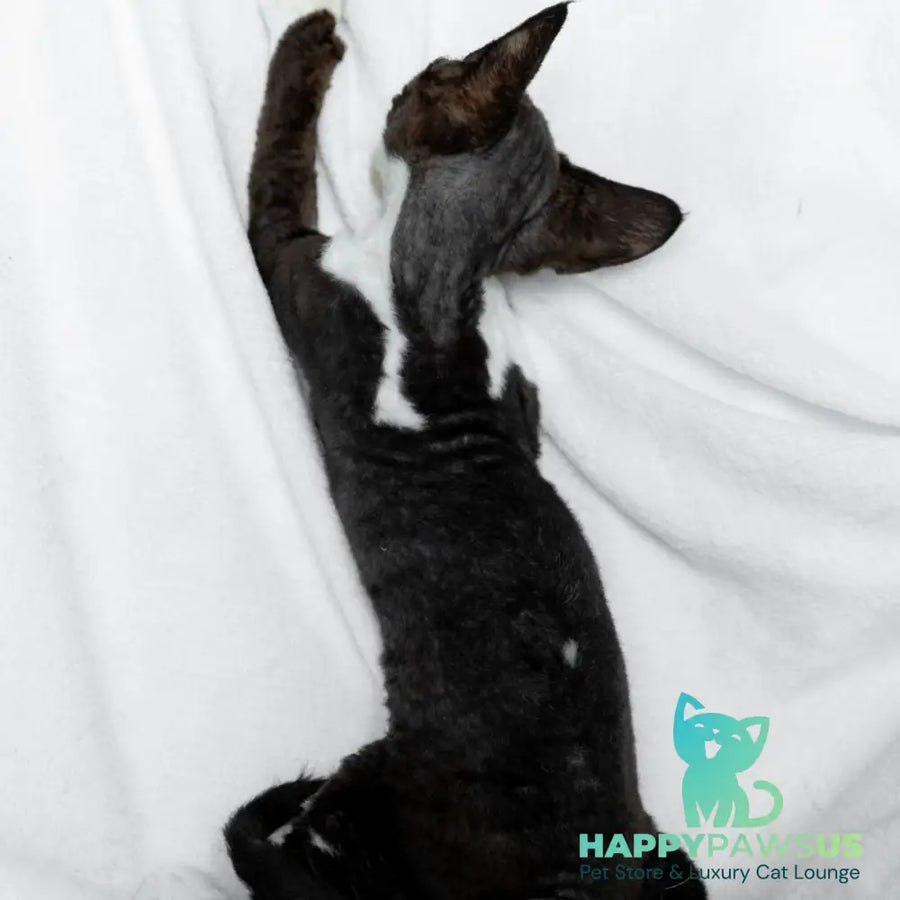 Princess Devon Rex female black bicolour - live animals