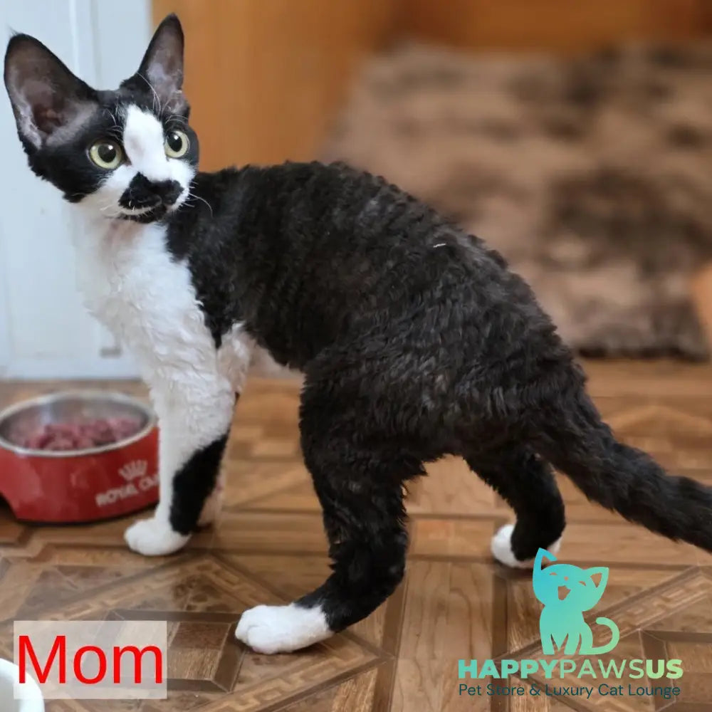 Princess Devon Rex female black bicolour - live animals