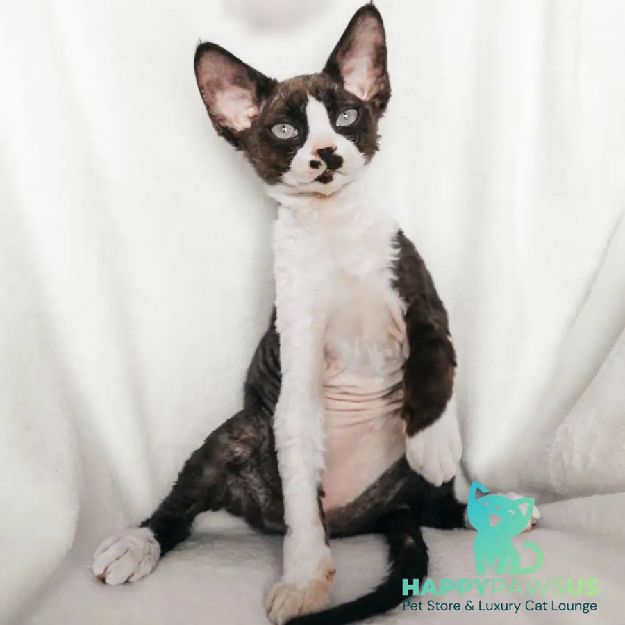 Princess Devon Rex female black bicolour - live animals