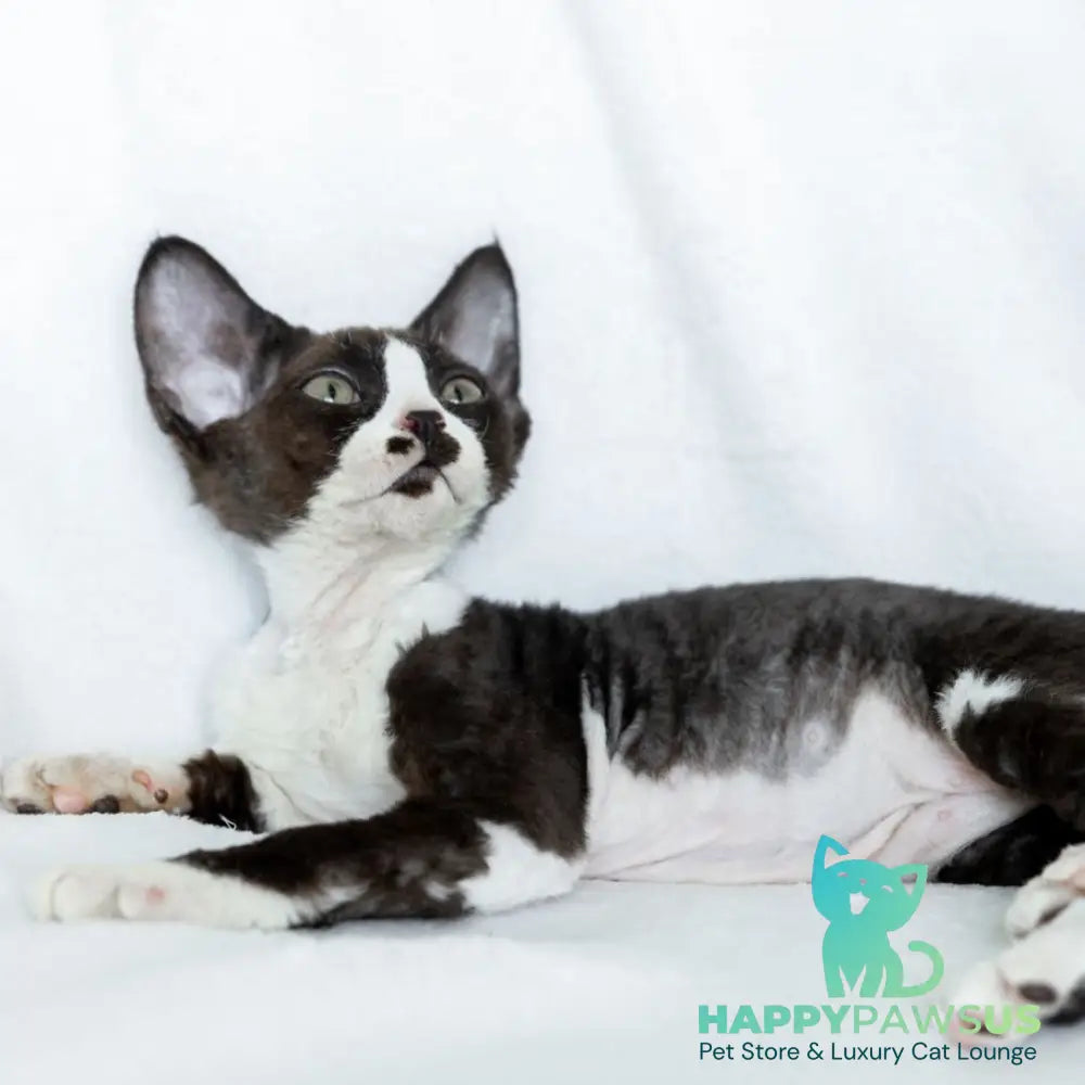 Princess Devon Rex female black bicolour - live animals