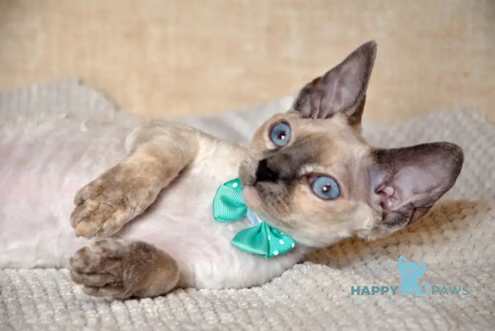 Princess Devon Rex female blue tortie pointed live animals