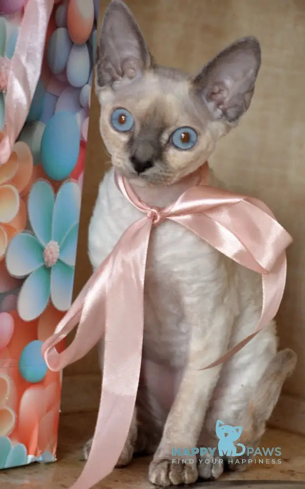Princess Devon Rex female blue tortie pointed live animals