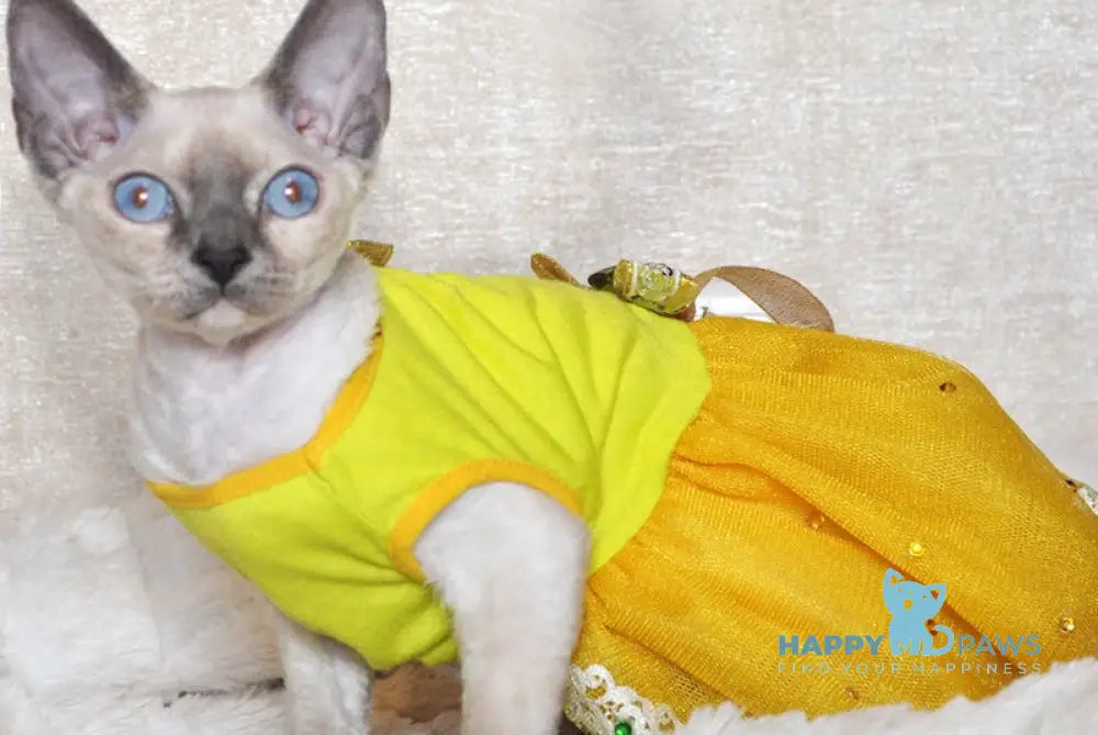 Princess Devon Rex female blue tortie pointed live animals