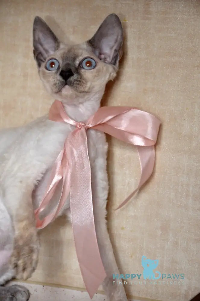 Princess Devon Rex female blue tortie pointed live animals