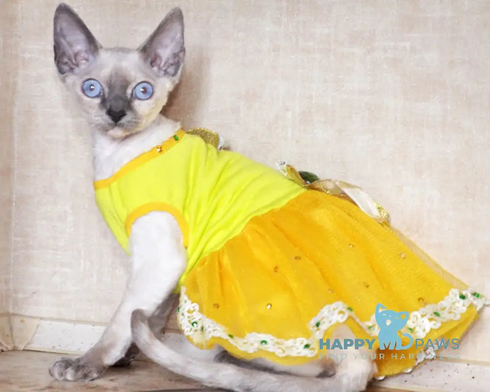 Princess Devon Rex female blue tortie pointed live animals