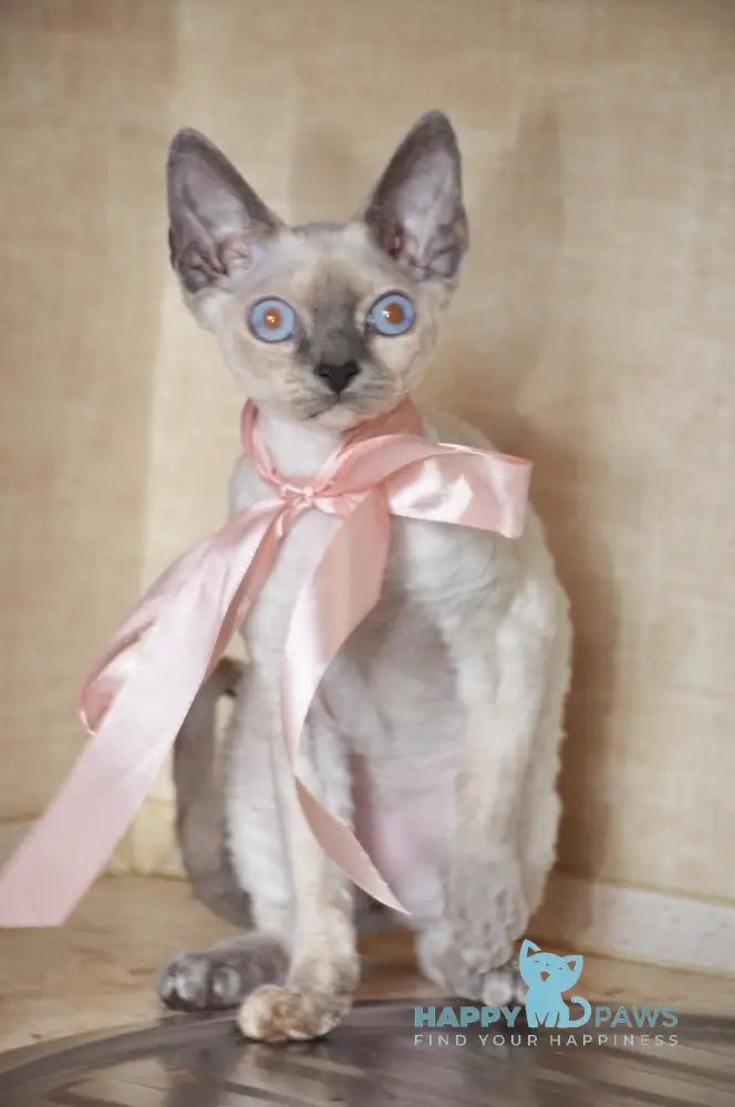 Princess Devon Rex female blue tortie pointed live animals