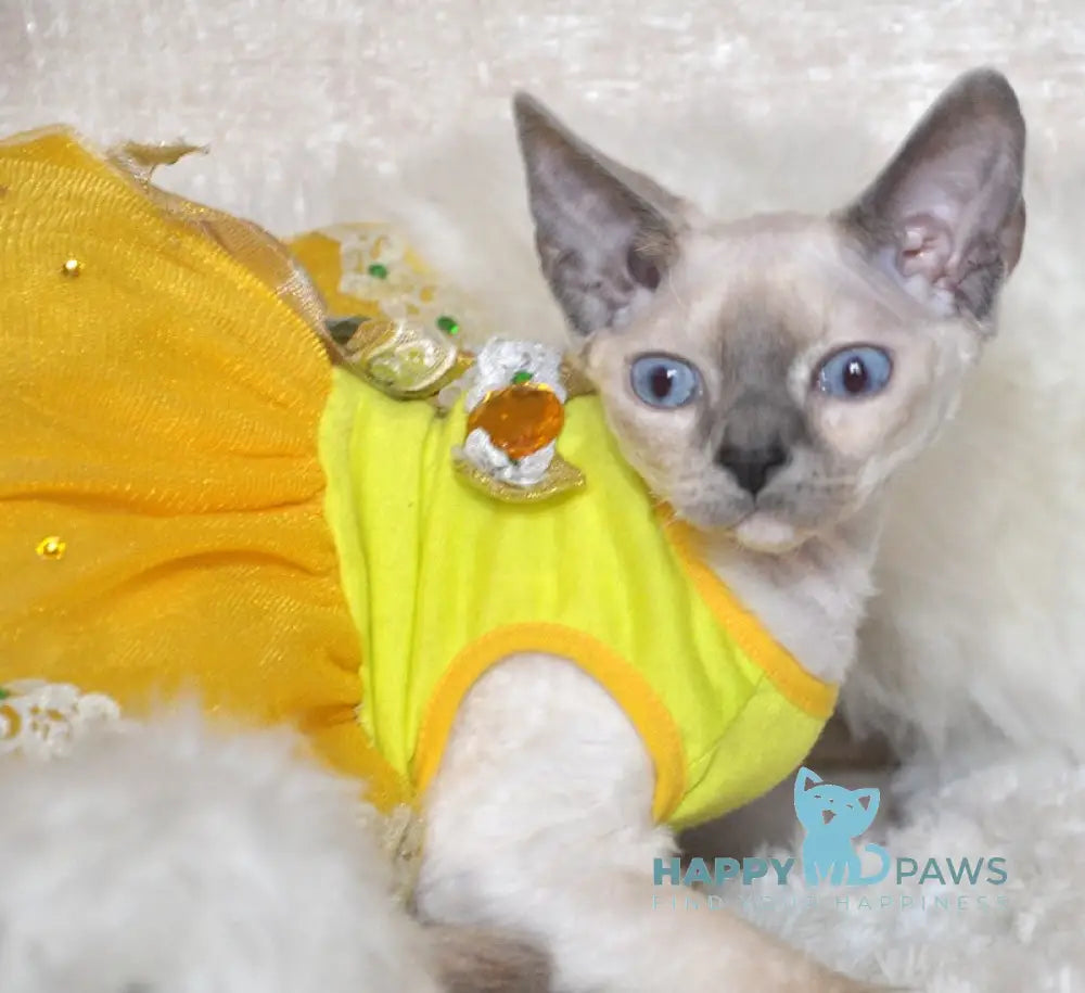Princess Devon Rex female blue tortie pointed live animals